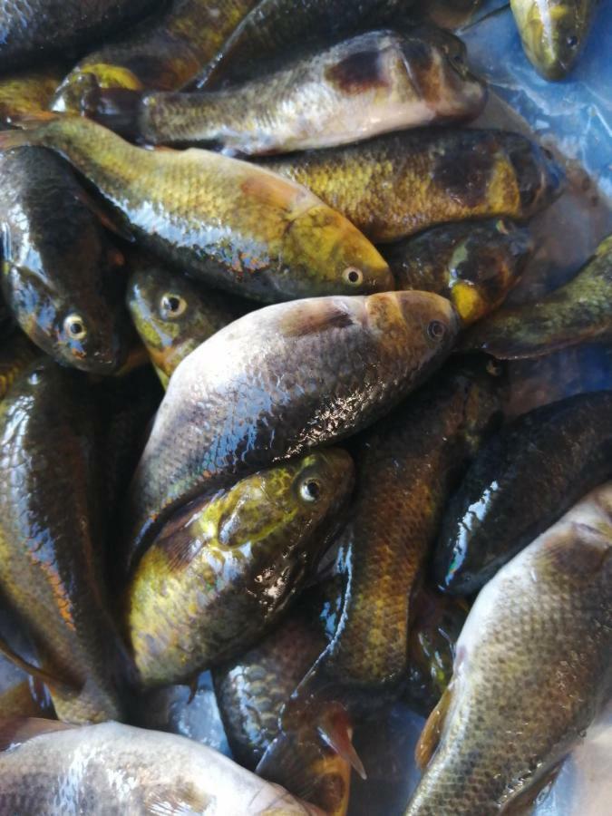 Uros Lodge Lover Titiqaqa Puno Eksteriør billede